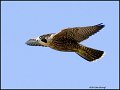 _1SB5980 peregrine falcon